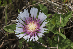 Centaurea pullata