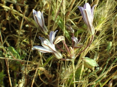Brodiaea minor
