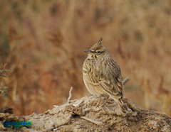 Galerida cristata