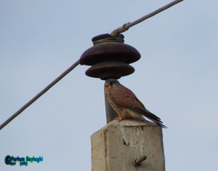 Falco tinnunculus