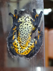 Dendropsophus marmoratus
