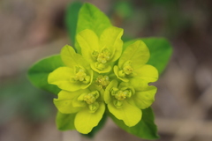 Euphorbia flavicoma