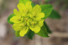 Euphorbia flavicoma