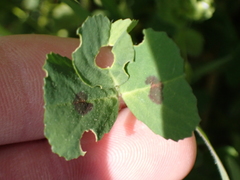 Medicago arabica