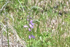 Physostegia pulchella