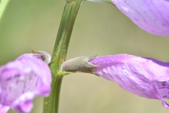 Physostegia pulchella