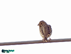 Emberiza calandra