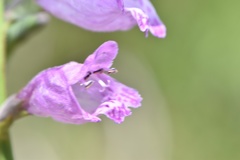 Physostegia pulchella