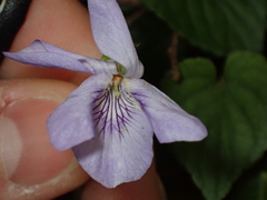 Viola