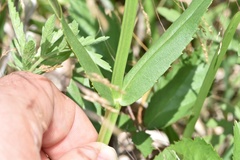 Physostegia pulchella
