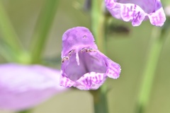Physostegia pulchella