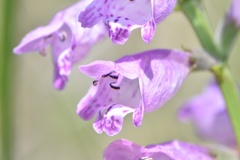 Physostegia pulchella