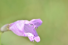 Physostegia pulchella