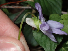 Viola