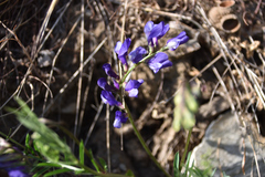 Vicia onobrychioides