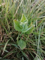 Lathyrus aphaca