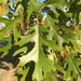 Quercus shumardii - Photo no hay derechos reservados, uploaded by Robert Creech