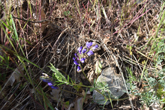 Vicia onobrychioides
