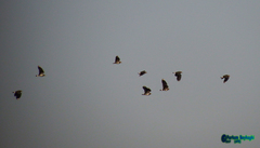 Vanellus vanellus