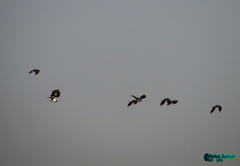Vanellus vanellus