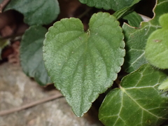 Viola