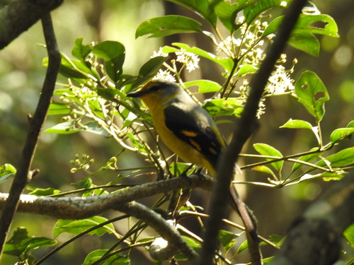 Pericrocotus speciosus