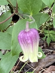Clematis reticulata