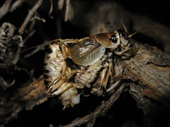 Cyphoderris strepitans