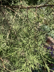 Cupressus forbesii