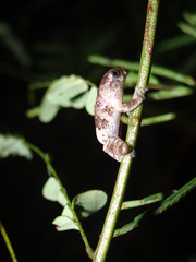 Dendropsophus marmoratus