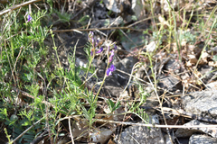 Vicia onobrychioides