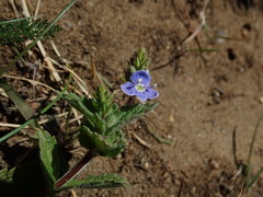 Veronica chamaedrys