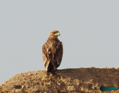 Aquila heliaca