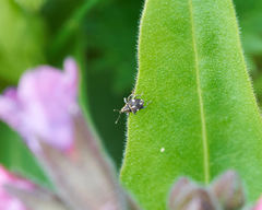 Mogulones asperifoliarum