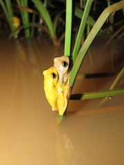 Dendropsophus minutus