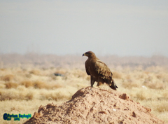 Aquila nipalensis