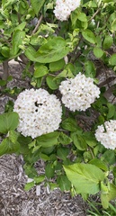 Viburnum carlcephalum