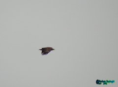 Haliaeetus albicilla