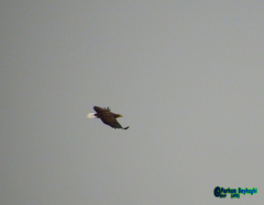 Haliaeetus albicilla