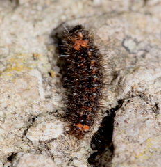 Eilema lurideola