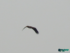 Haliaeetus albicilla