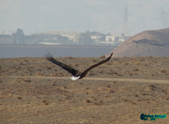 Haliaeetus albicilla