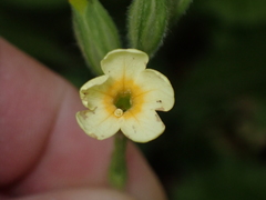 Primula elatior