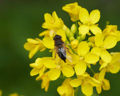 Eristalis similis