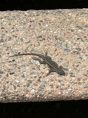 Sceloporus occidentalis