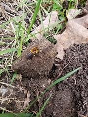Andrena dunningi