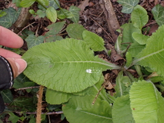 Primula elatior