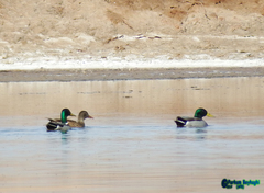 Anas platyrhynchos