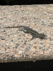 Sceloporus occidentalis