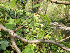 Primula elatior
